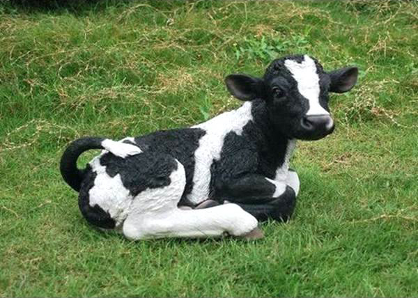 calf